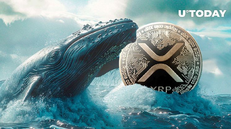 احصل الآن على تفاصيل شراء الحيتان الكبرى لـ 140 مليون XRP في موجة صعودية