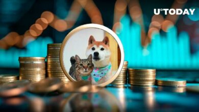 سعر قطة مالك DOGE يرتفع إلى 70 مليون دولار بفضل عملة ميم