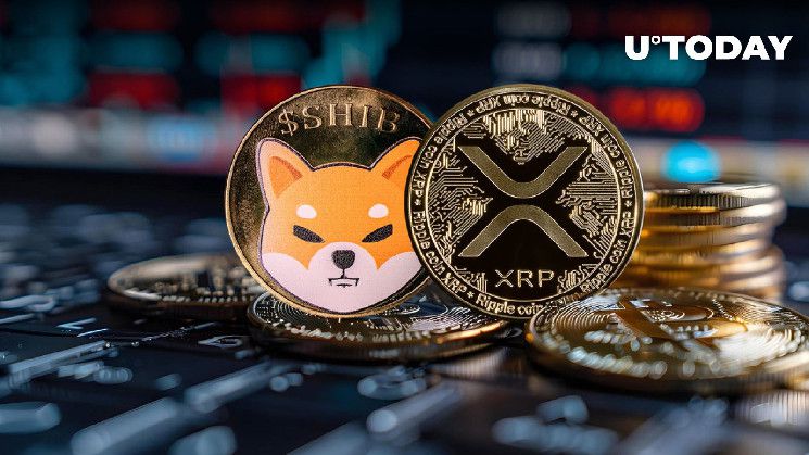 حاملو XRP وShiba Inu (SHIB) يعانون، لكن إليكم لماذا هذا مؤشر إيجابي