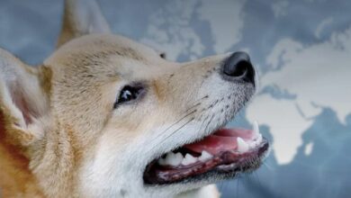 أهم يوم لحاملي Shiba Inu (SHIB) قد وصل - اكتشف الآن!