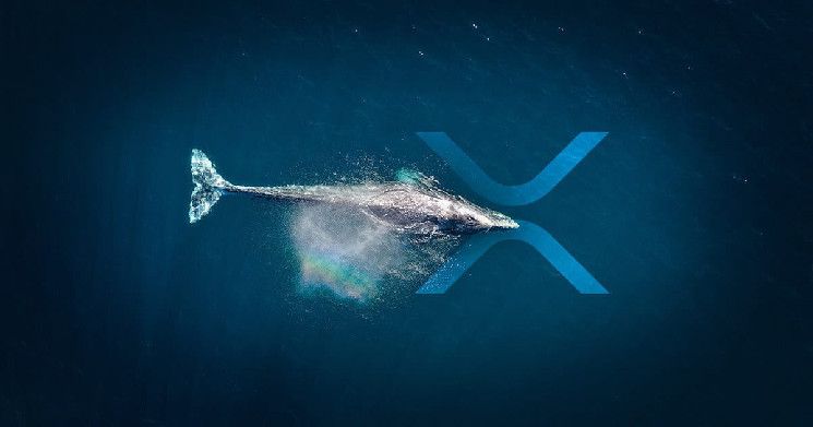 حيتان XRP تفضل هذه البورصات! اكتشف السبب!