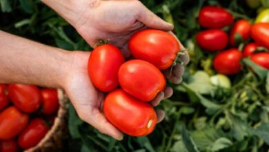 لعبة "Tomarket" على تيليجرام تكشف عن تخصيصات الإيردروب—لكن لا يمكنك تداول TOMA بعد! اكتشف المزيد الآن