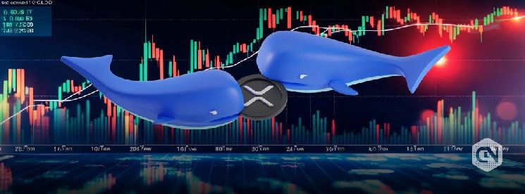 حيتان XRP تشتري 110 مليون XRP إضافية - هل الوصول إلى سعر 6 دولارات هو الهدف التالي؟ اكتشف الآن!