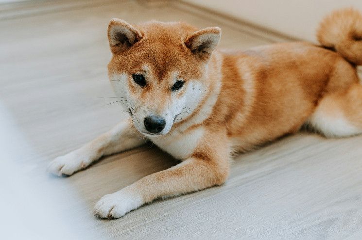 عملة DOGE تتراجع دون خط الاتجاه الصاعد، مما يشير إلى احتمالية انتهاء الانتعاش الخماسي – اكتشف التفاصيل الآن!