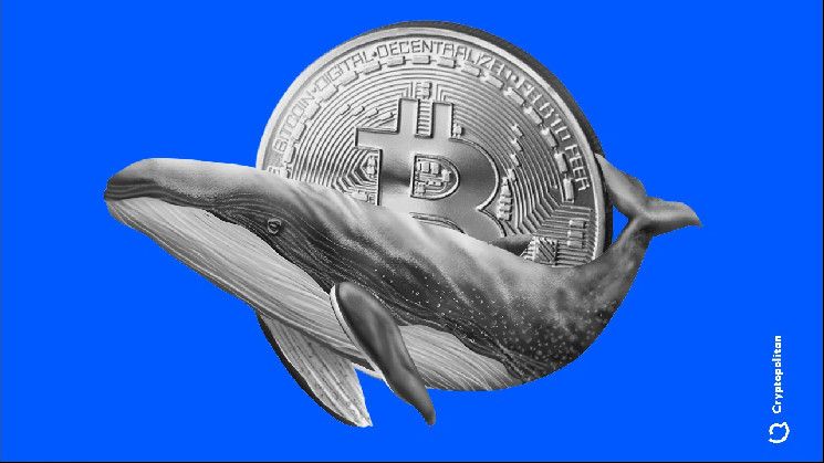 الحيتان تجمع 3.8 مليار دولار من البيتكوين خلال التراجع الأخير - تدفق صافي 40 ألف BTC في 5 فبراير. اقرأ المزيد!