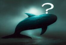 حوت عملات رقمية عملاق يخسر بشكل كبير في هذه العملة البديلة: تبخر 12 مليون دولار - اكتشف التفاصيل