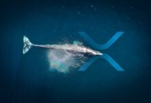 تراجع نشاط شبكة ريبل (XRP).. الحيتان تسحب العملة من البورصات – ما المغزى؟ محلل يكشف التحرك السعري المتوقع