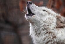"لعبة 'Wolf Game' تتوقف بعد إعادة الإطلاق على سولانا تثير ردود فعل غاضبة – اكتشف التفاصيل الآن!"