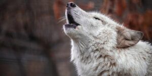 “لعبة ‘Wolf Game’ تتوقف بعد إعادة الإطلاق على سولانا تثير ردود فعل غاضبة – اكتشف التفاصيل الآن!”