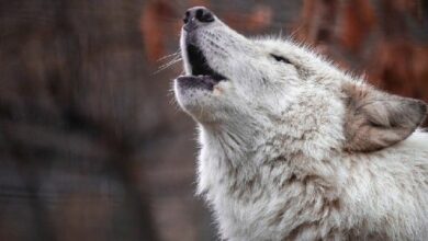 "لعبة 'Wolf Game' تتوقف بعد إعادة الإطلاق على سولانا تثير ردود فعل غاضبة – اكتشف التفاصيل الآن!"