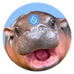  (HIPPO)